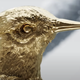 The songbird
